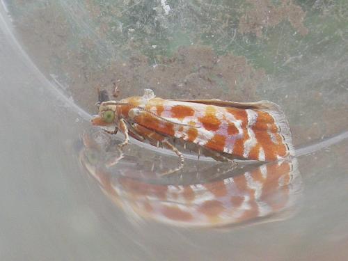 Rhyacionia buoliana